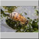 Apis mellifera - Honigbiene 02.jpg